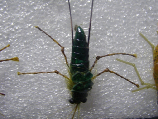 Moscas Carpas 048.jpg